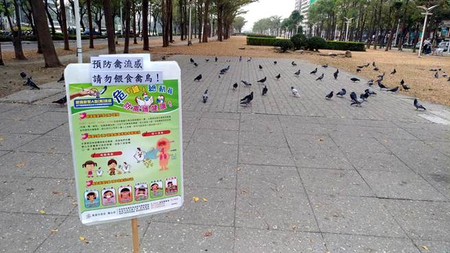 野鳥也是傳染禽流感途徑。
