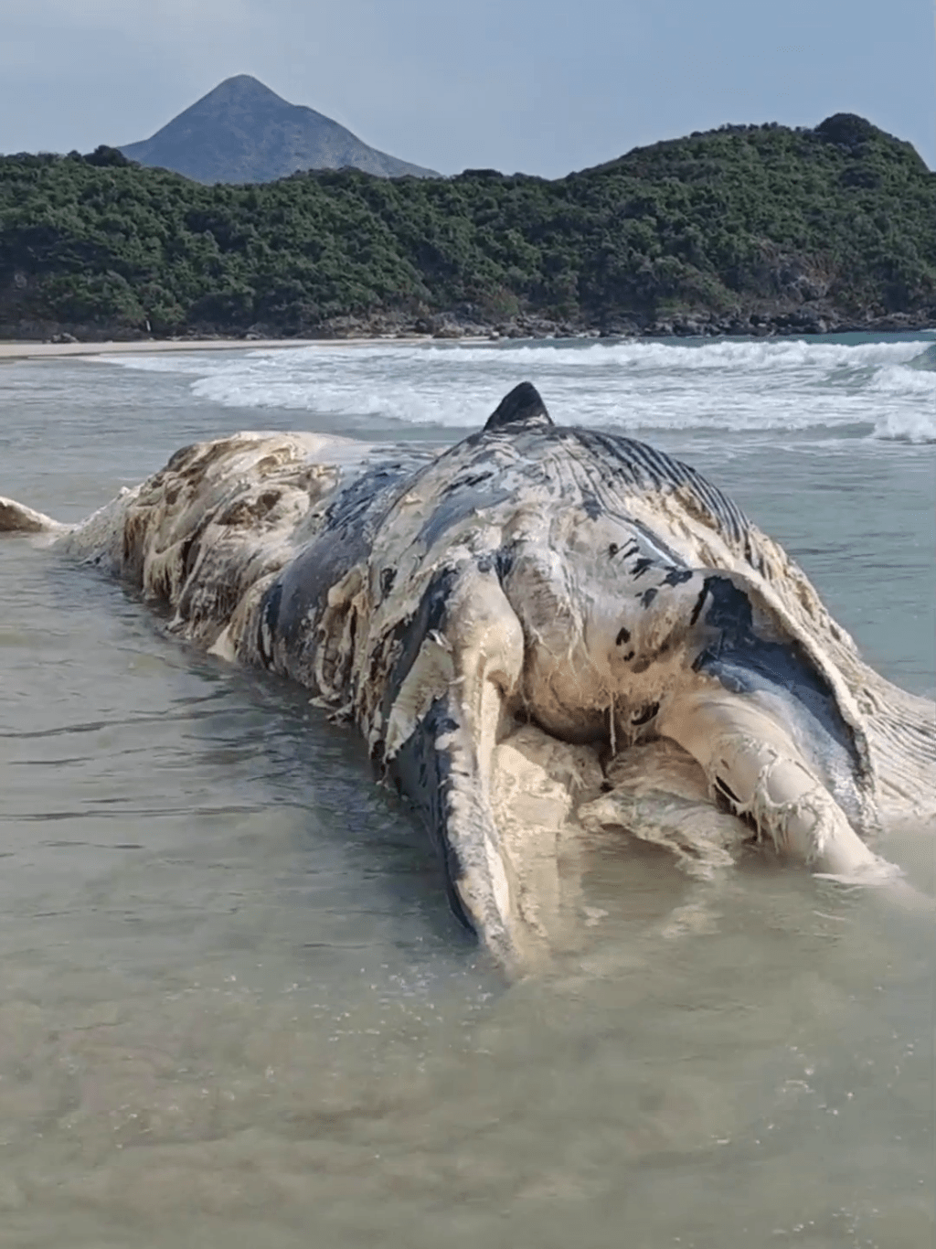 鯨屍隨浪漂浮。小紅書：如囍