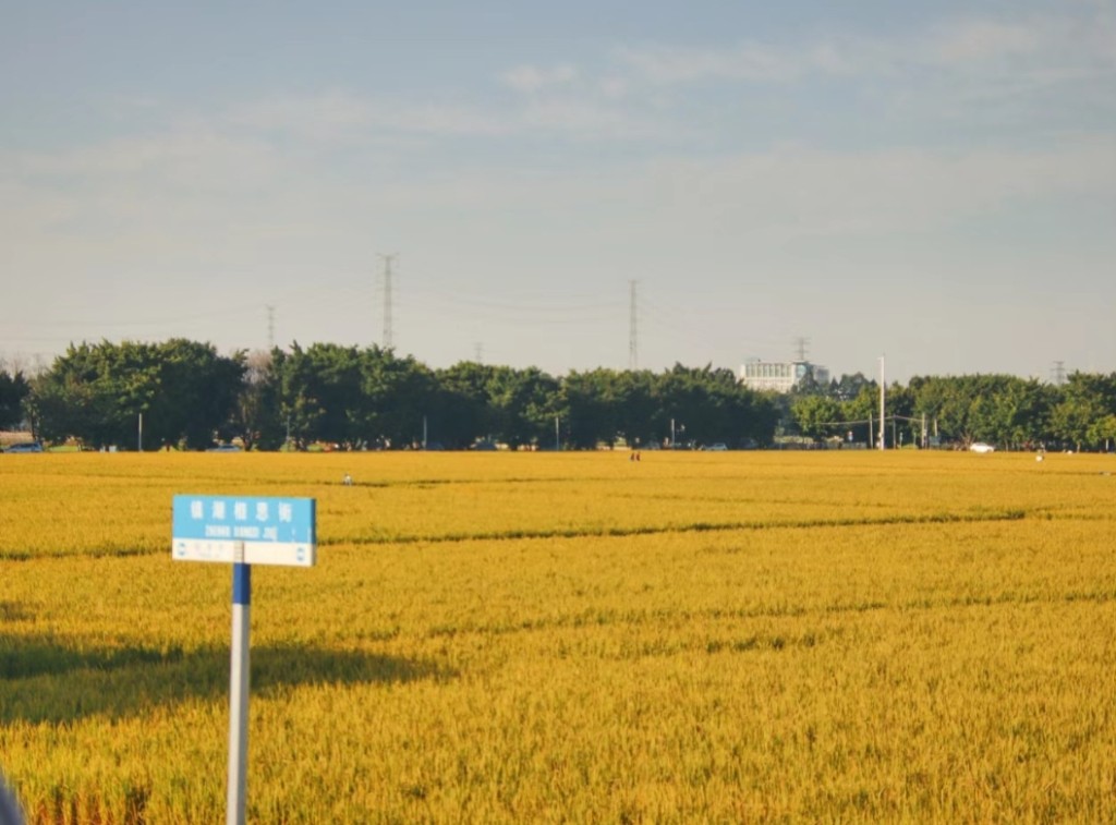 廣州鎮湖村網紅景點相思街有300畝水稻田，(圖片來源：王林之)
