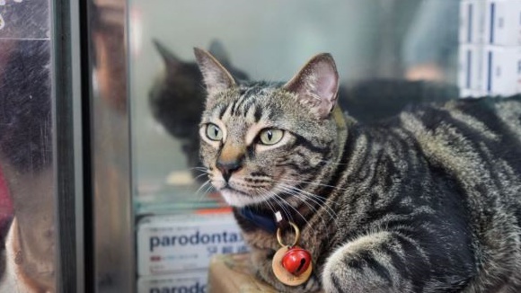 貓店長「阻B」已被尋回，安然無恙。