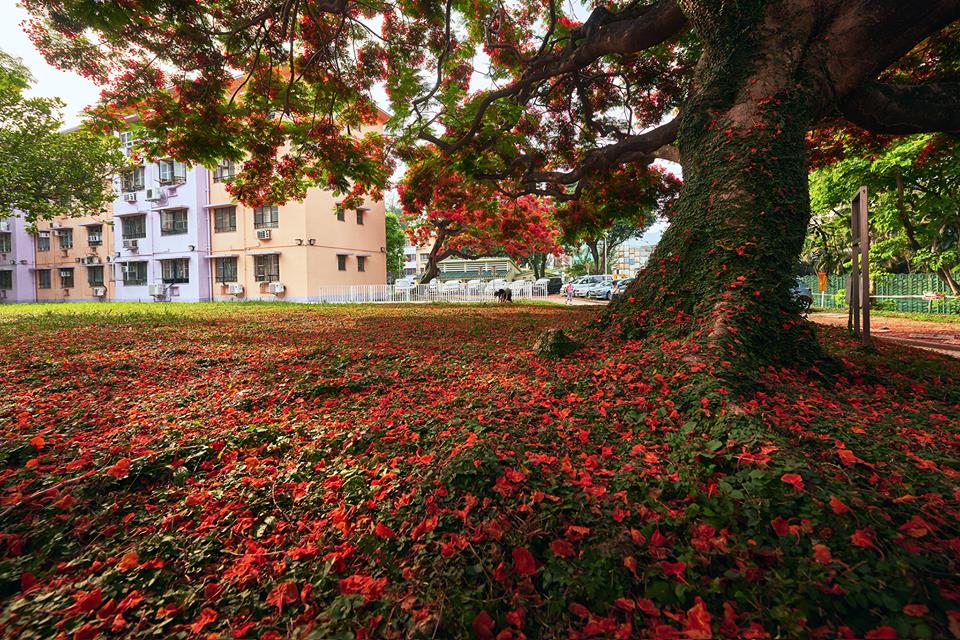 田進福的攝影專頁Edward Tin fb圖片