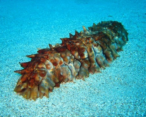 海參。網圖