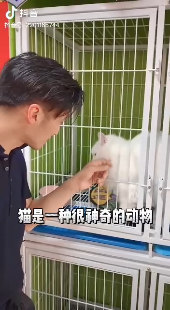 隔着籠摸貓貓。