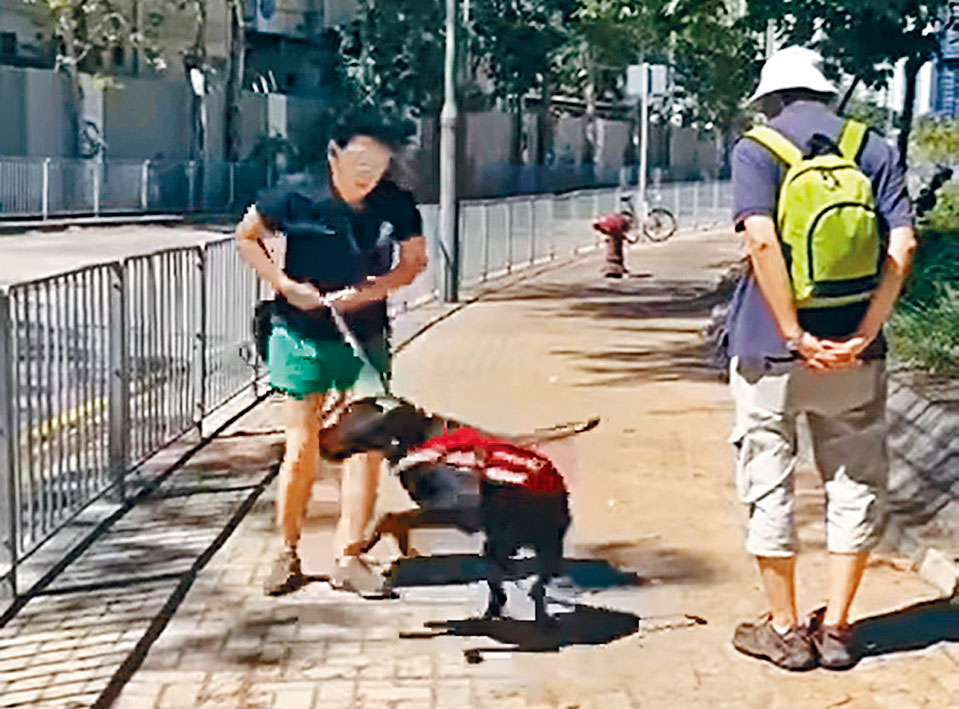 蒙眼女訓練學員,大力拉扯導盲犬。