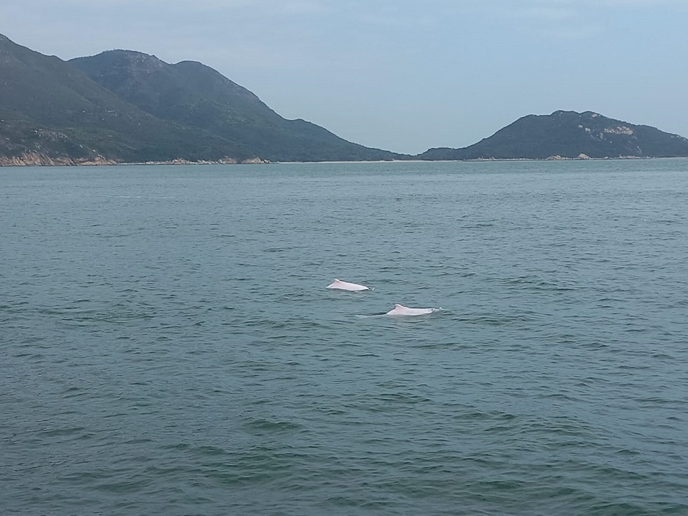 被視為回歸吉祥物的「中華白海豚」近年大幅減少,現時在本港水域只剩37條。