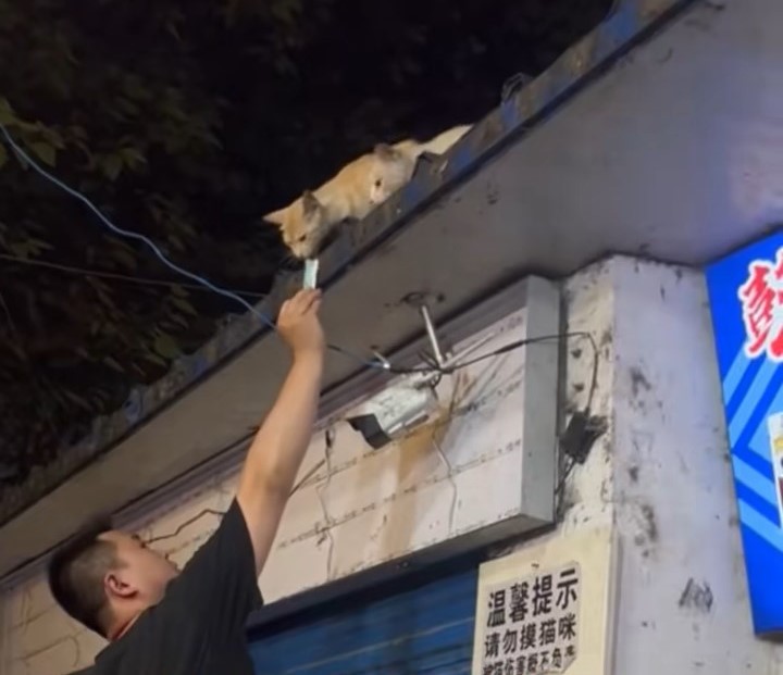 烤鱼店老板将鱼内脏放上屋簷，吸引猫咪到来。