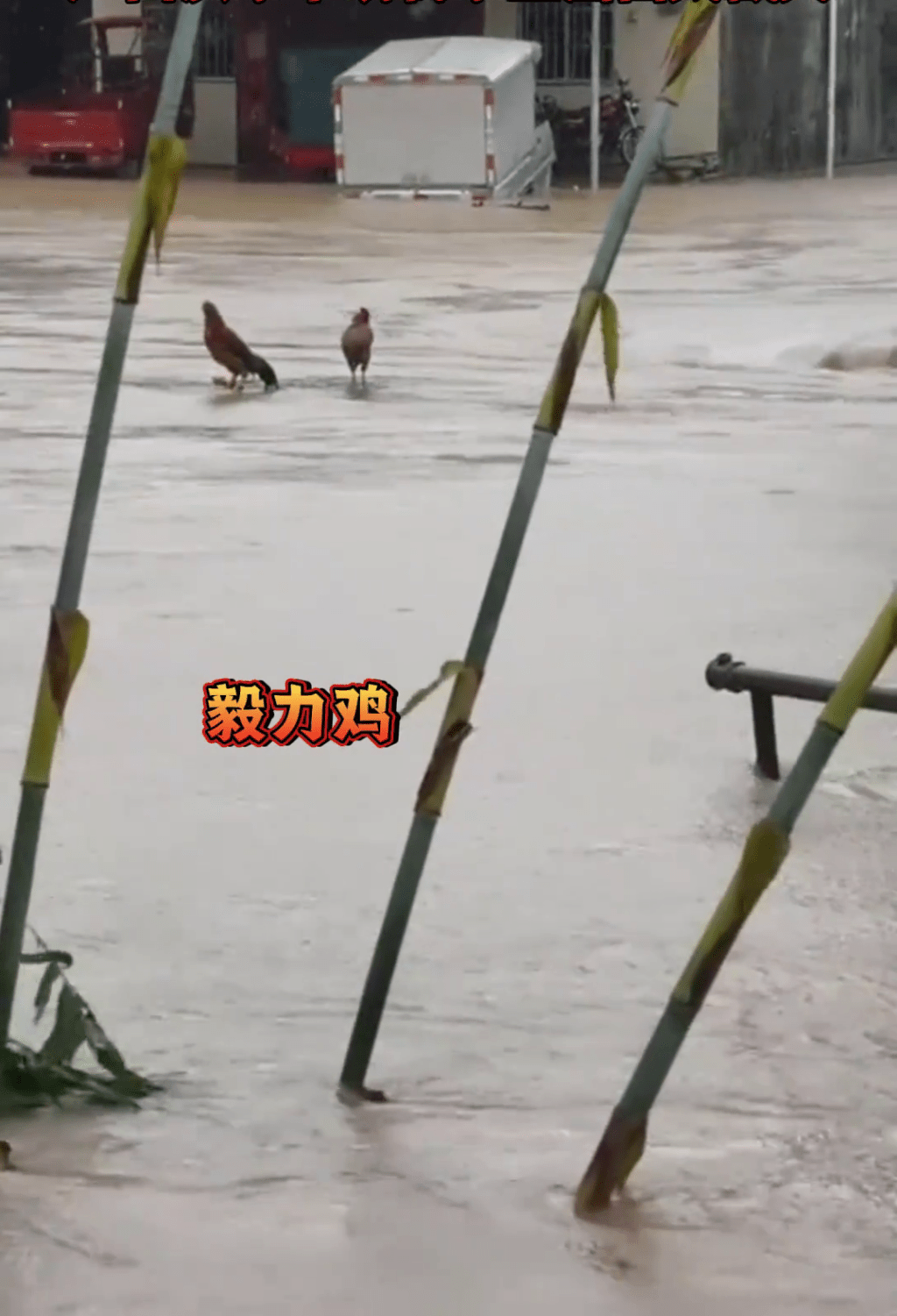 洪水中求存的「毅力鳥」。 洪水中求存的「毅力鳥」。