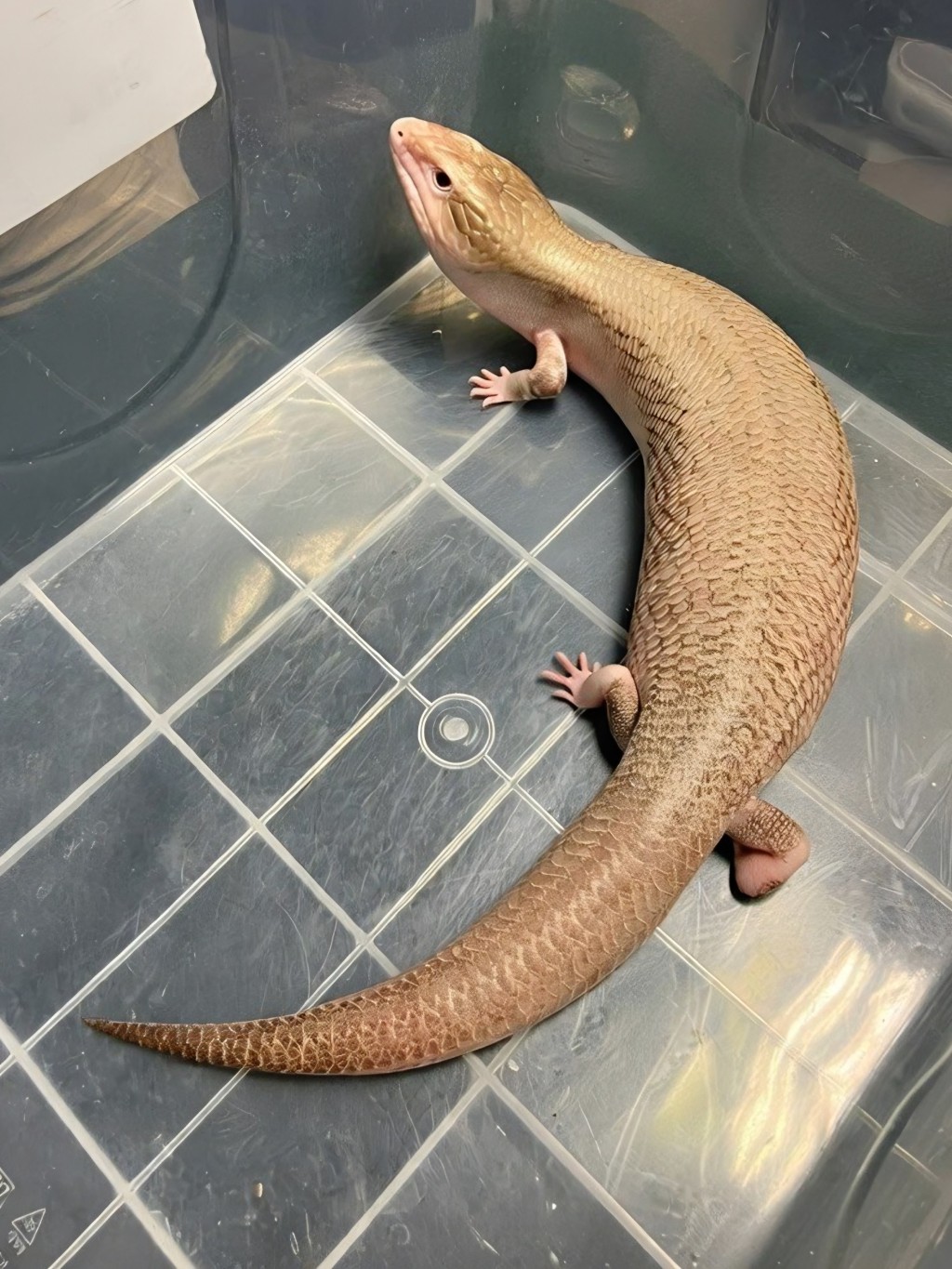 案件已轉交漁農自然護理署跟進。海關圖片