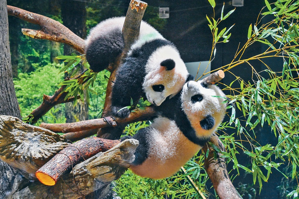 海洋公園表示,港產大熊貓寶寶將於半歲大時與公眾見面。圖為約半歲的大熊貓。