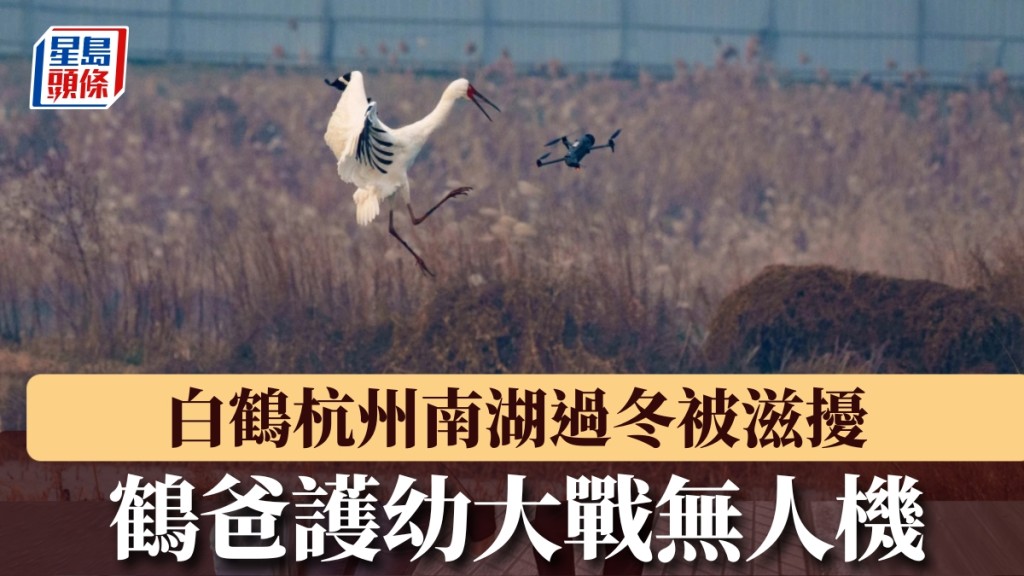 白鶴大戰無人機。