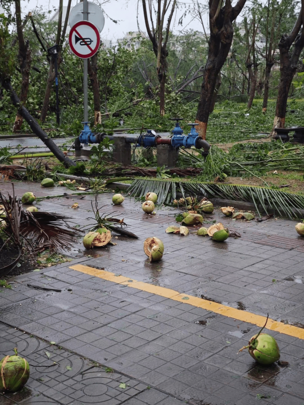 颱風過境後，海南市面路上有大量椰子掉下。