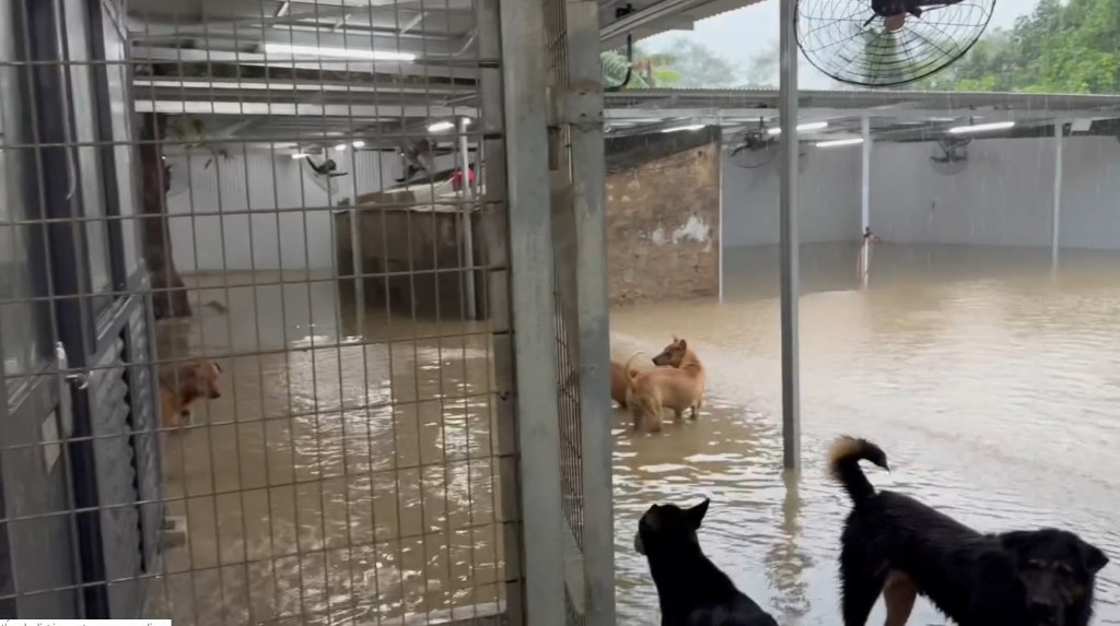 狗場頓變澤國，水深及膝，面對洪水來襲，狗狗也露出無奈神色。fb「浪浪協進會」截圖