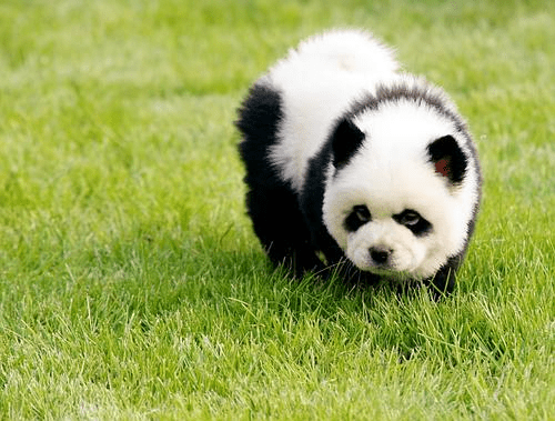 内地流行将白色的宠物犬染成大熊猫的外貌。