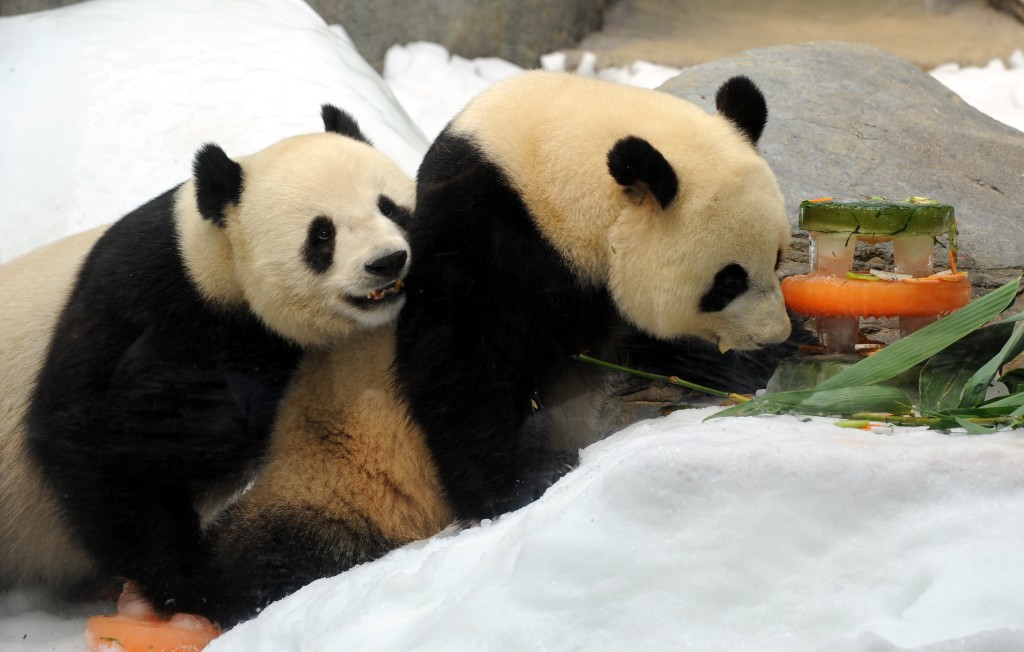 旅議會指，中央過去送贈的兩對大熊貓，陪伴一代代港人成長，是大家的集體回憶。圖為大熊貓「盈盈、樂樂」