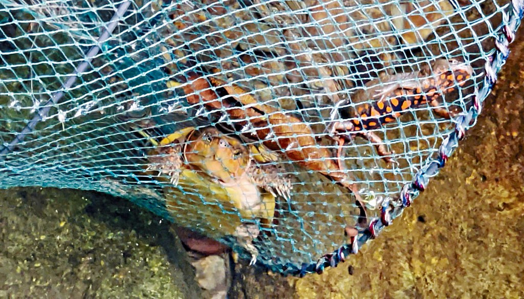 早前有人在郊野放籠非法捉龜。