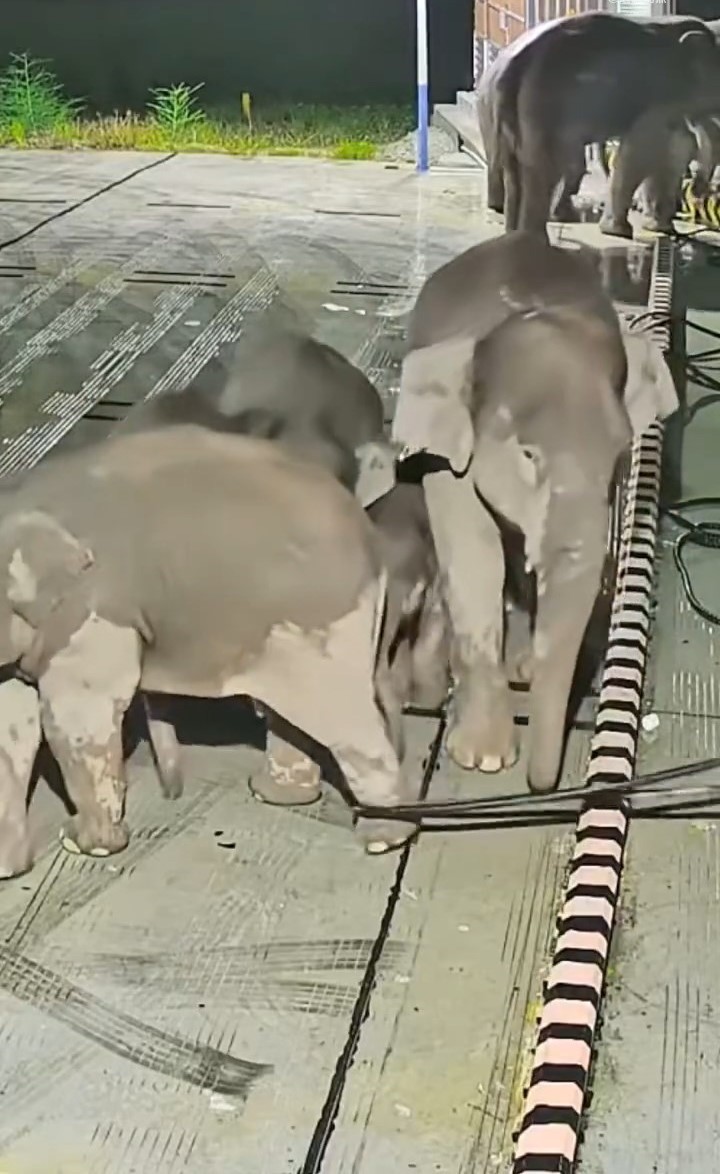網傳影片拍下大象救小象的畫面。微博@新京報 網傳影片拍下大象救小象的畫面。微博@新京報