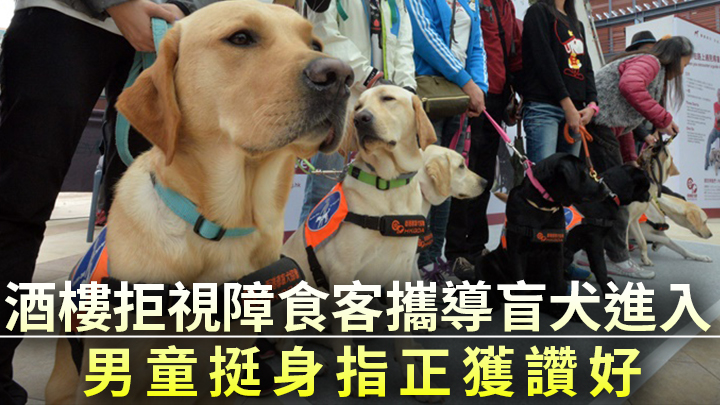 有網民撰文指早前有視障人士帶導盲犬進酒樓遭阻撓,一名男童挺身指正,其行為大獲好評。資料圖片,非涉事犬隻