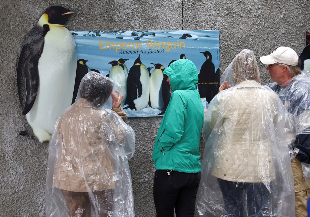 遊客抵達開普敦著名的企鵝棲息地。路透社圖片