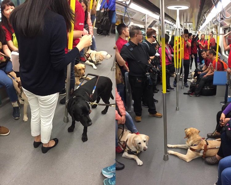 過往亦有導盲犬上港鐵,但也沒有着背心。專頁GuideDog Nana圖片