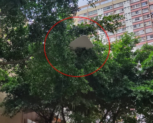 一張摺枱從高處墮下， 跌落一棵樹頂。 梁國峰攝
