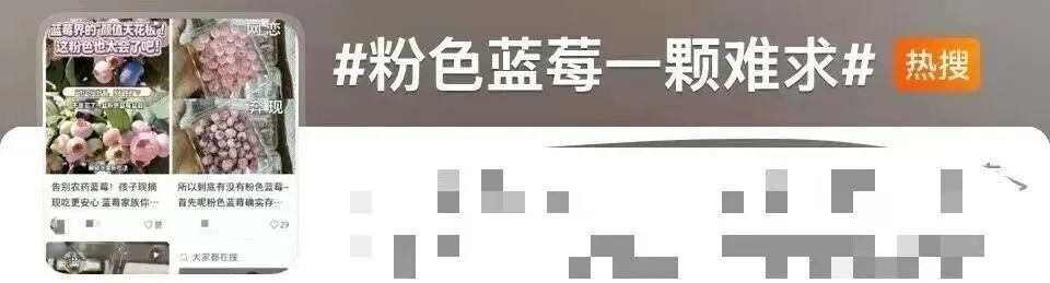 粉红色蓝莓，网上惊传一颗难求。
