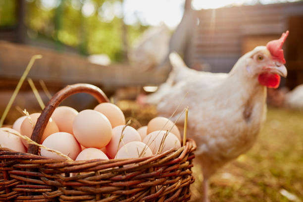 作者经常思考，母鸡孵出鸡蛋， 「蛋生」 和人生是不是有相似之处？