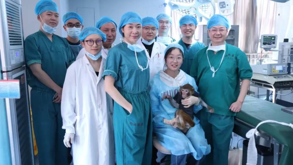 移植了豬腎臟的獼猴，存活超過一年。 極目新聞