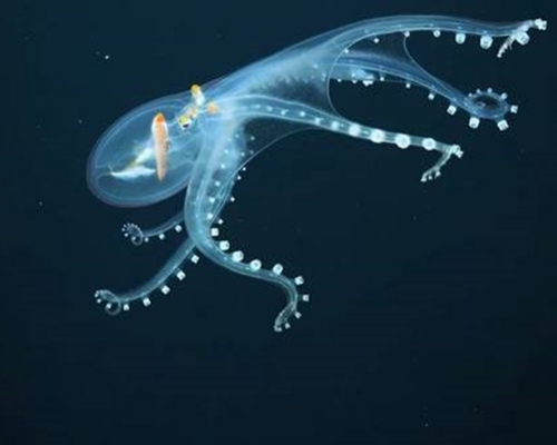美國海洋研究機構「施密特海洋研究所」發現一隻全身透明的罕見物種「玻璃章魚」。（短片截圖）