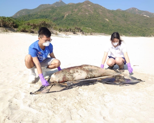 擱淺江豚,屍體已嚴重腐爛。香港海洋公園保育基金提供