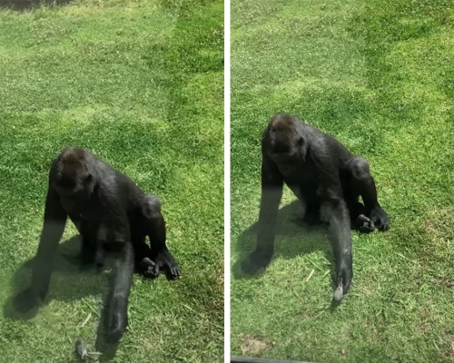 猩猩查看受傷小鳥狀況。影片截圖