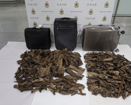 海關檢獲懷疑沉香木。政府新聞處圖片