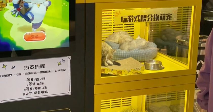 貓咪被關在狹小販賣機內。