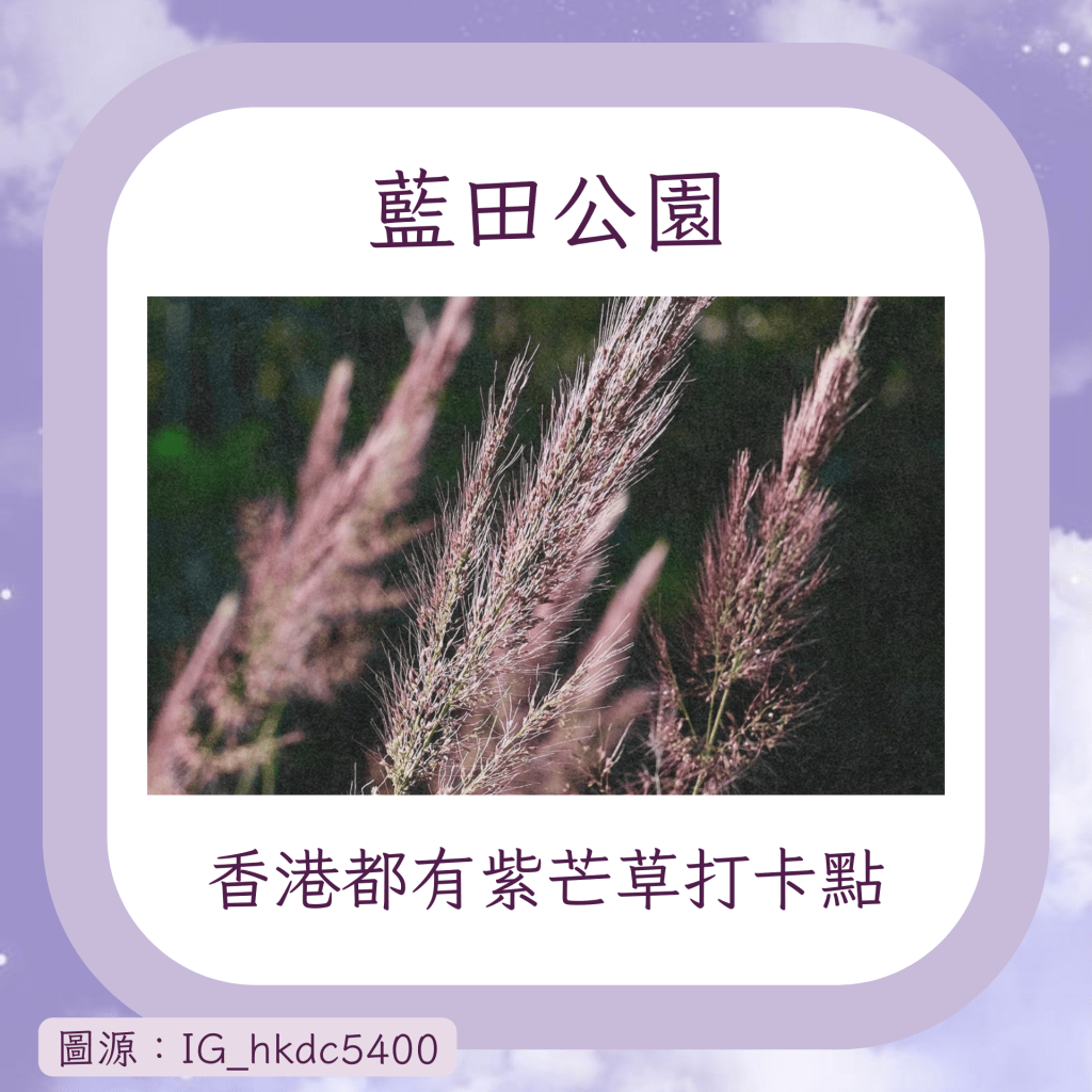 香港都有紫芒草打卡點