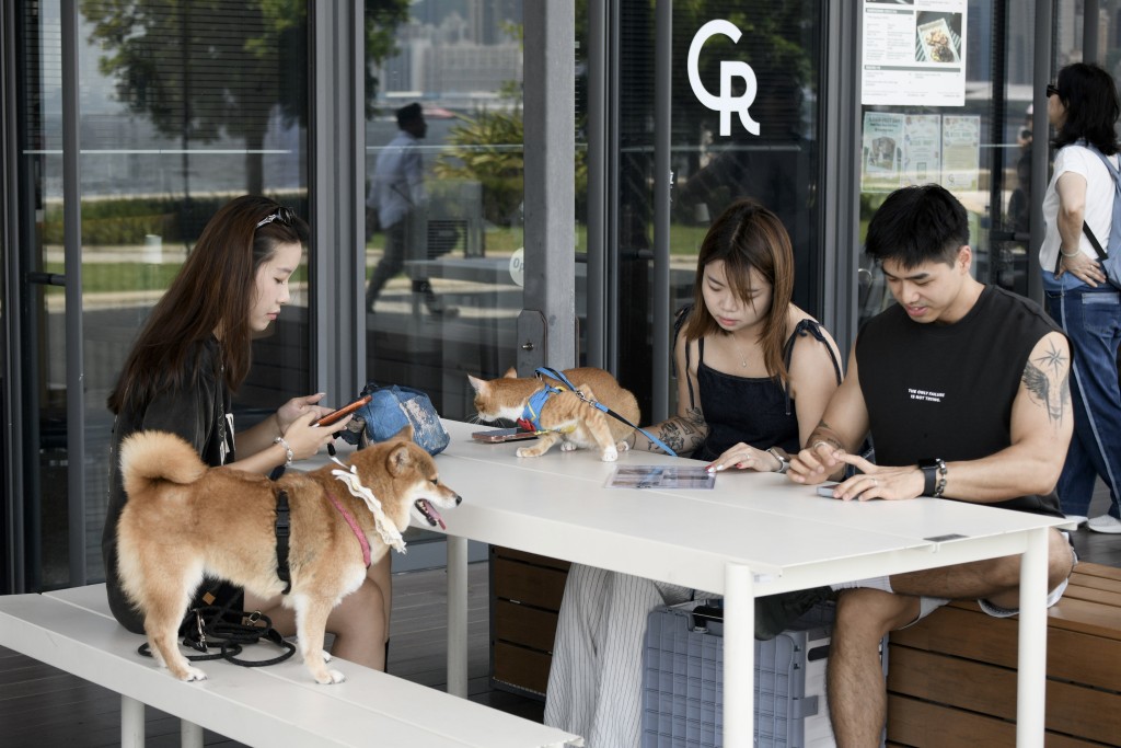 西九文化區中午時分迎來不少狗主攜同愛犬出遊。 西九文化區中午時分迎來不少狗主攜同愛犬出遊。