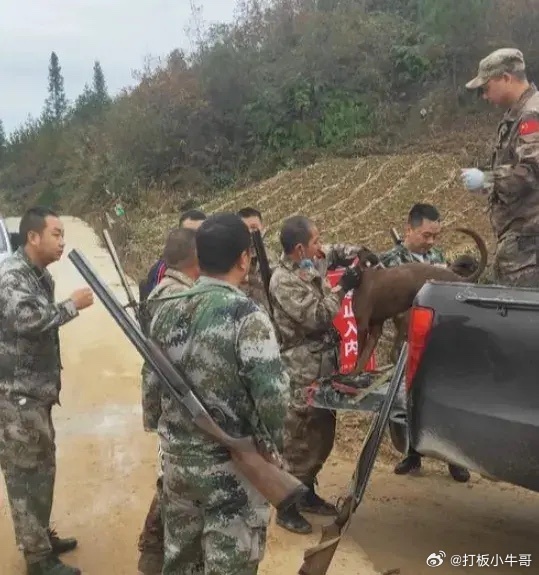 野豬氾濫成災引起關注。