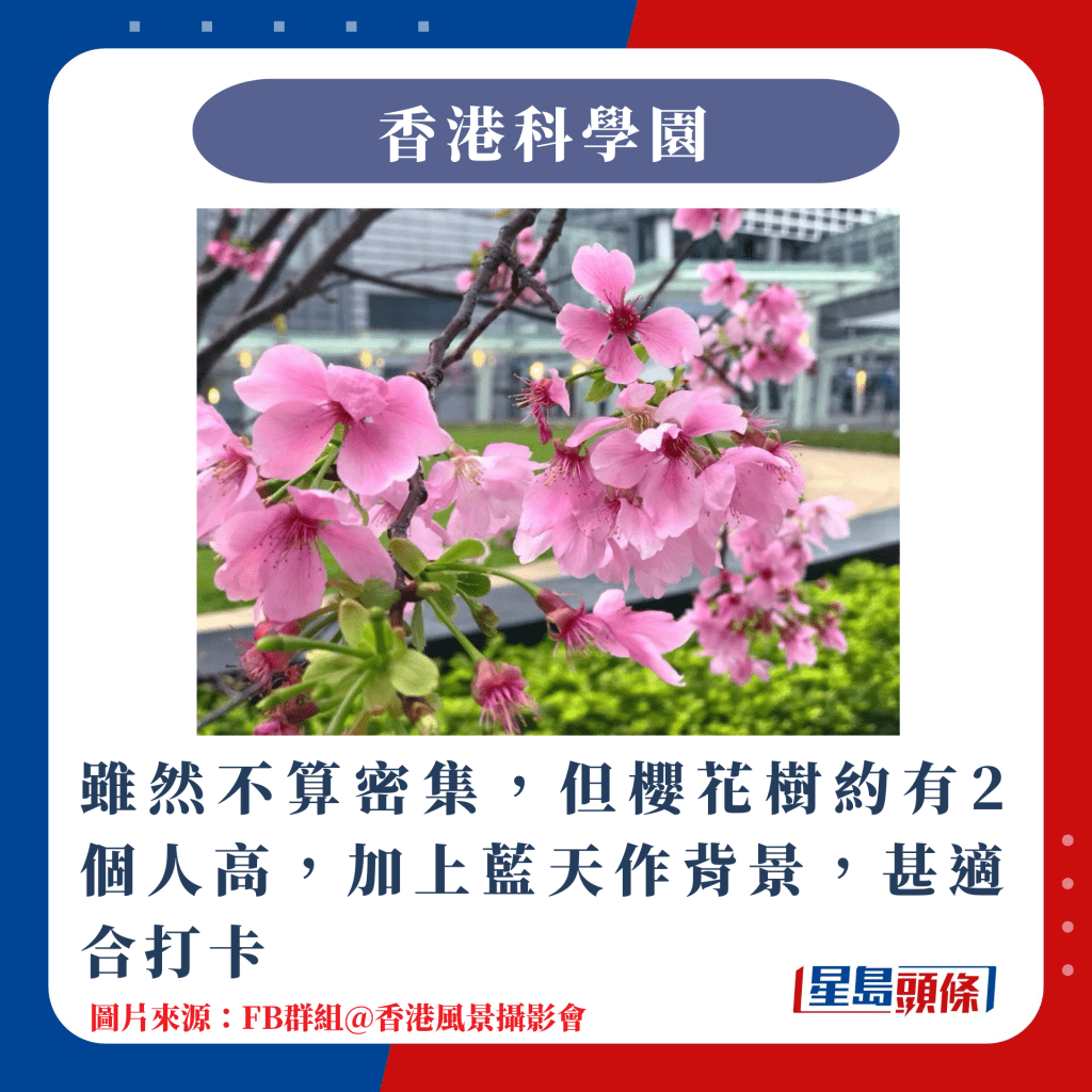 香港10大赏樱热点｜虽然不算密集，但樱花树约有2个人高，加上蓝天作背景，甚适合打卡
