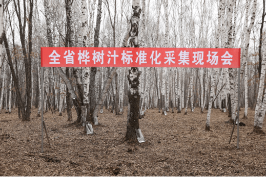 樺樹汁標準化採集現場。黑龍江林業和草原局