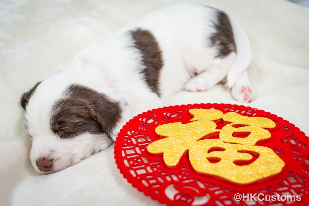 早前與消防處合作於11月29日順利繁殖出8隻史賓格幼犬，順利趕在龍年前出世，至今已經2個月大。海關facebook圖片