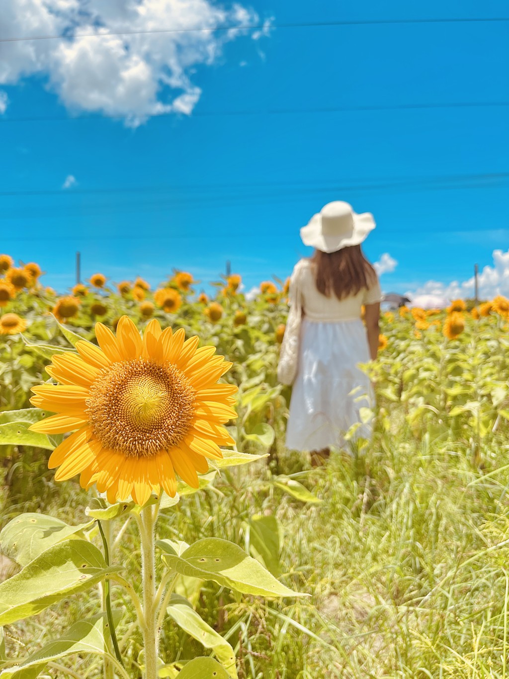 太陽花花海打卡攻略2.低炒 