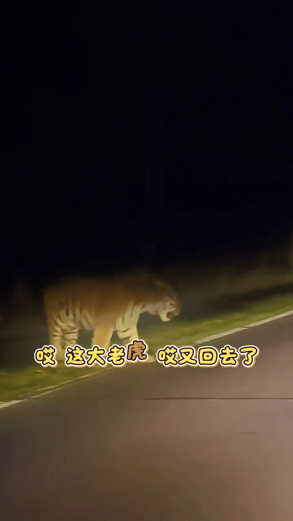 長白山駕車遇見野生東北虎,男子大叫引虎對視5秒。 長白山駕車遇見野生東北虎,男子大叫引虎對視5秒。