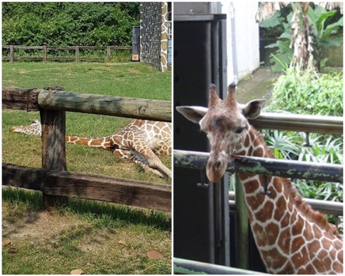 園方其後證實長頸鹿「宵順」死亡。爆料公社fb圖片;台北市立動物園圖片