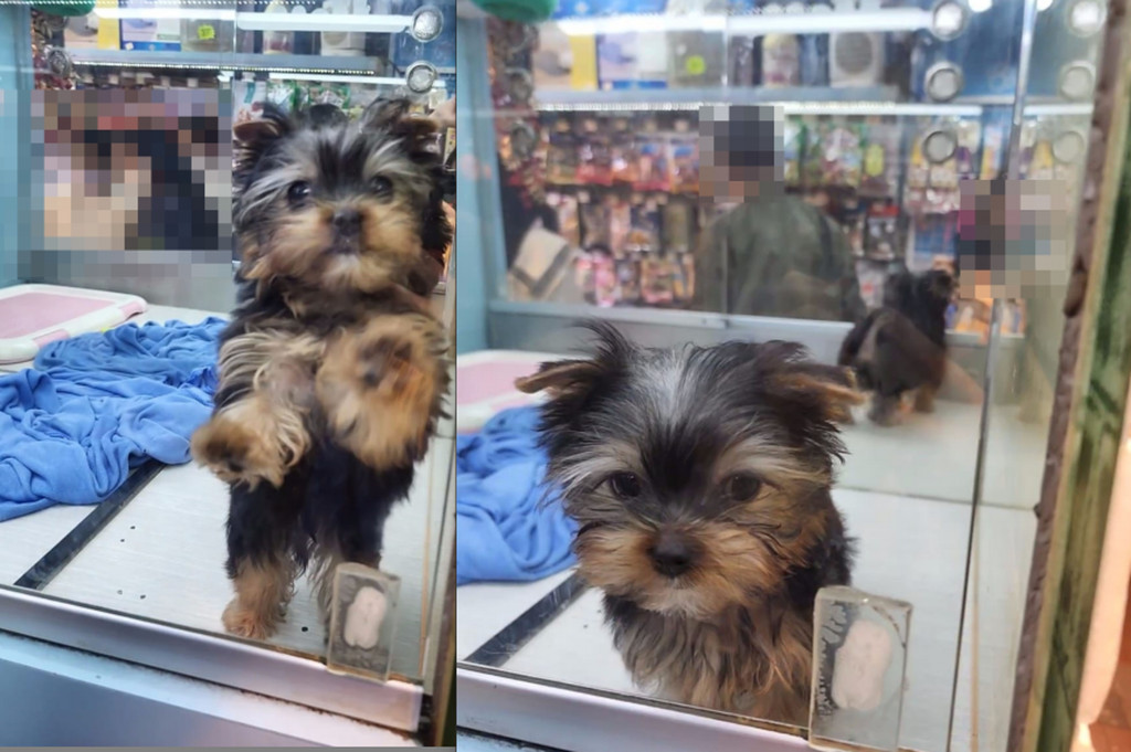 被偷走的雄性約瑟爹利犬約2個月大，約值2萬元。店鋪負責人提供