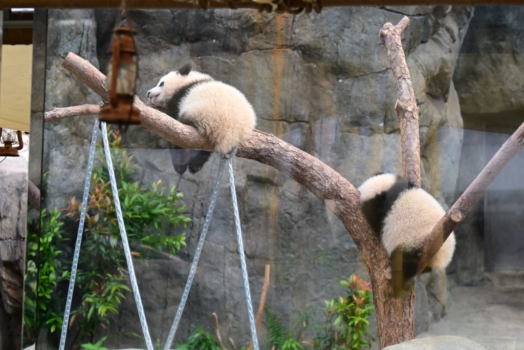 海洋公園大熊貓龍鳳胎「家姐、細佬」今日（16日）正式與公眾見面。