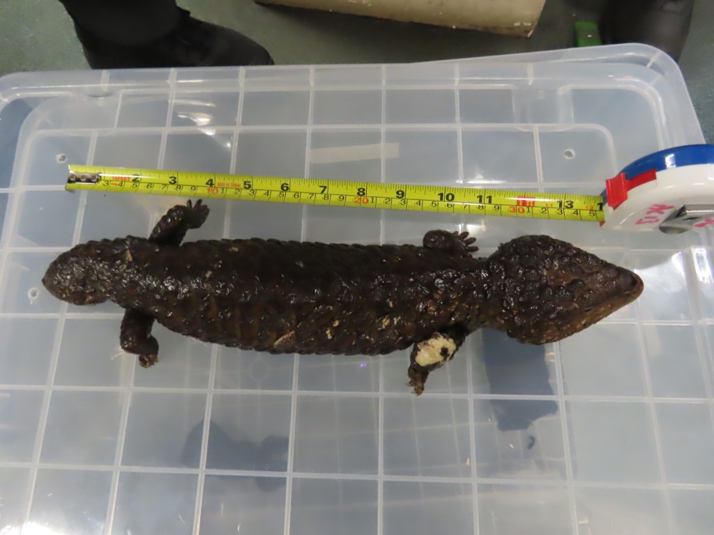 其中一只检获的怀疑属受管制濒危物种活蜥蜴。海关图片