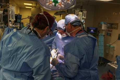医生当日做移植猪肾手术。美联社