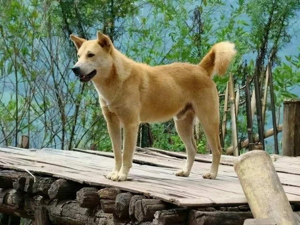 是否禁養中華田園犬(土狗)是一個經久不衰的話題。 是否禁養中華田園犬(土狗)是一個經久不衰的話題。