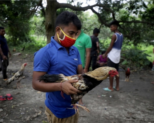 公鸡拉贾（Raja）于上星期一被主人萨蒂什（Sathaiah）带到郊区参加一场斗鸡比赛。网图