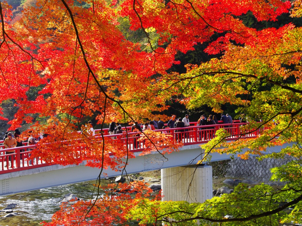 待月桥是大家在香岚溪的红叶打卡名所。
