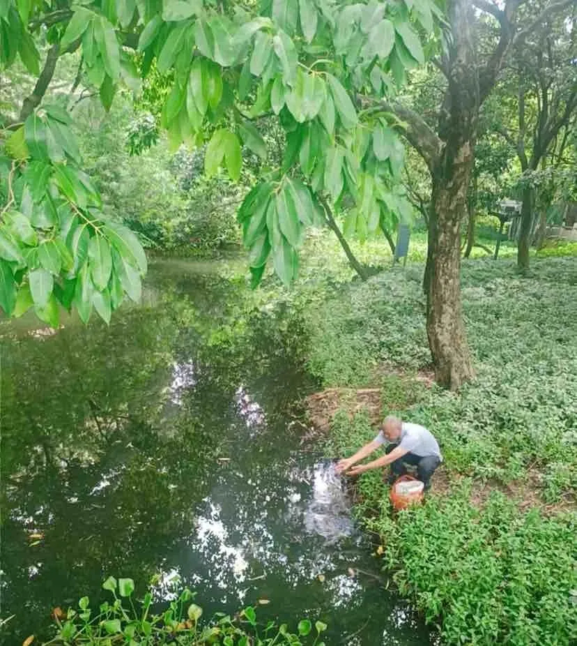 投放的魚苗以蚊卵及蚊幼蟲為食。央廣網