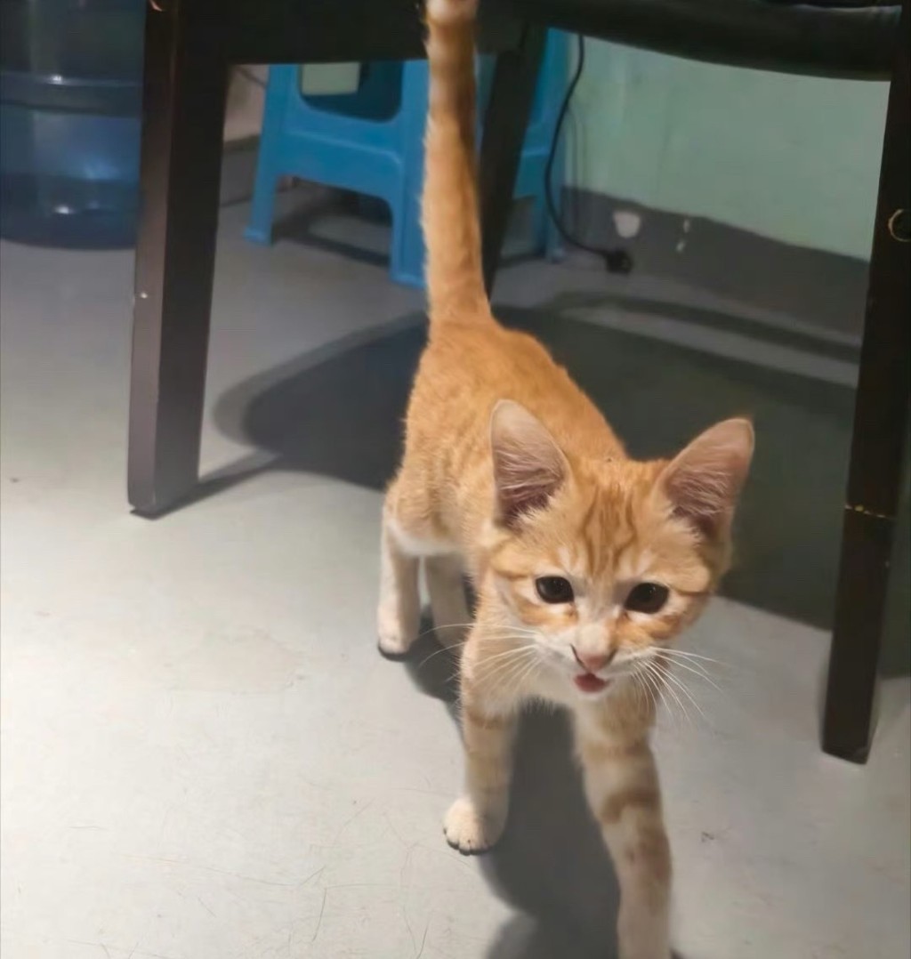 「小橘子」是雲南大學校園的一隻深受師生愛歡迎的流浪貓。微博＠吃瓜姊妹